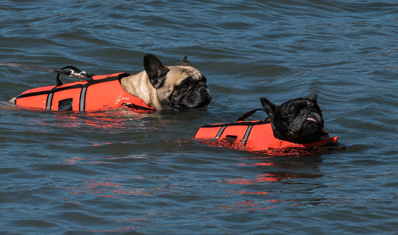 Hundeschwimmweste schwimmen