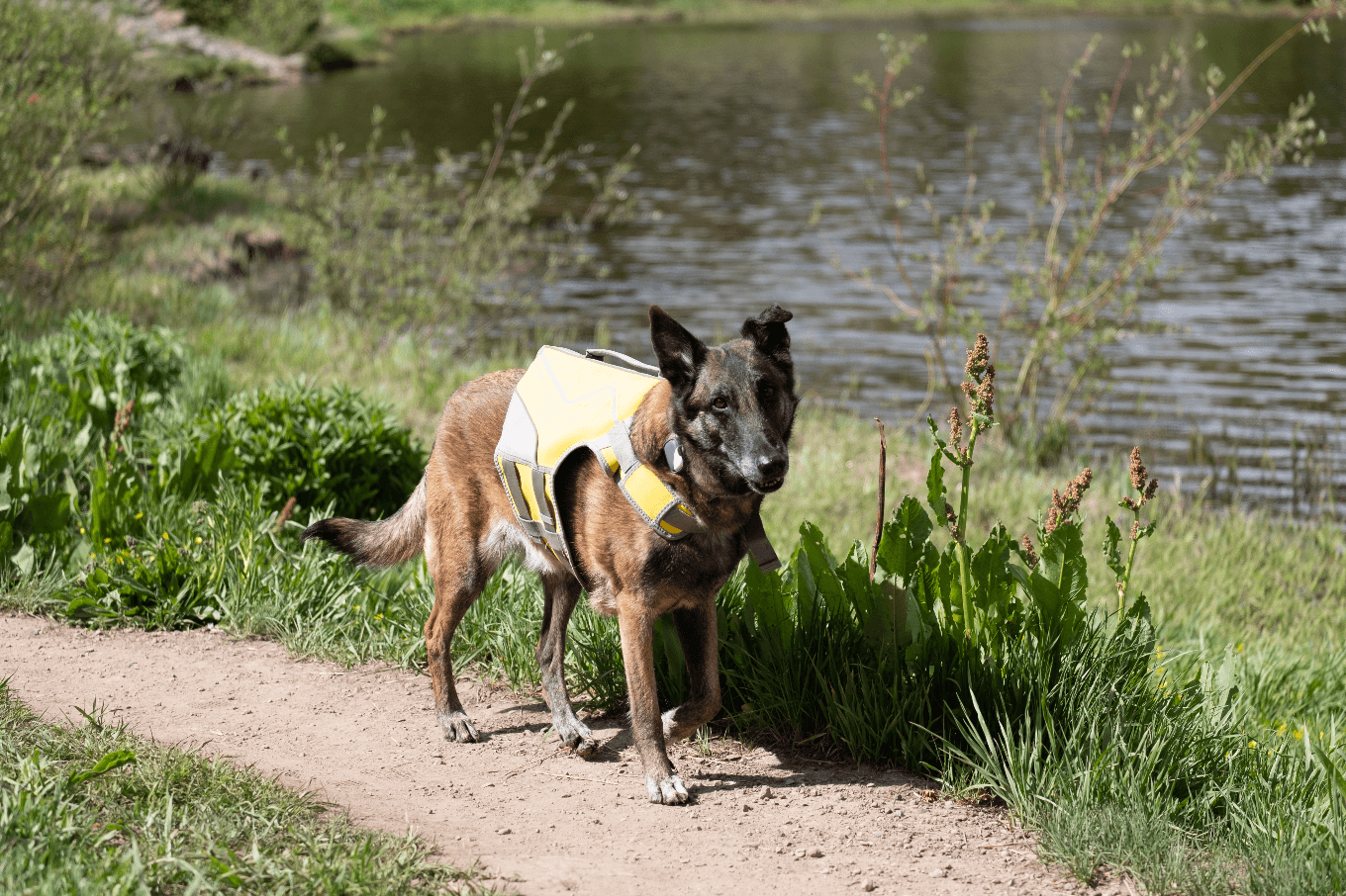 how to paddle board with your dog - pfd on land