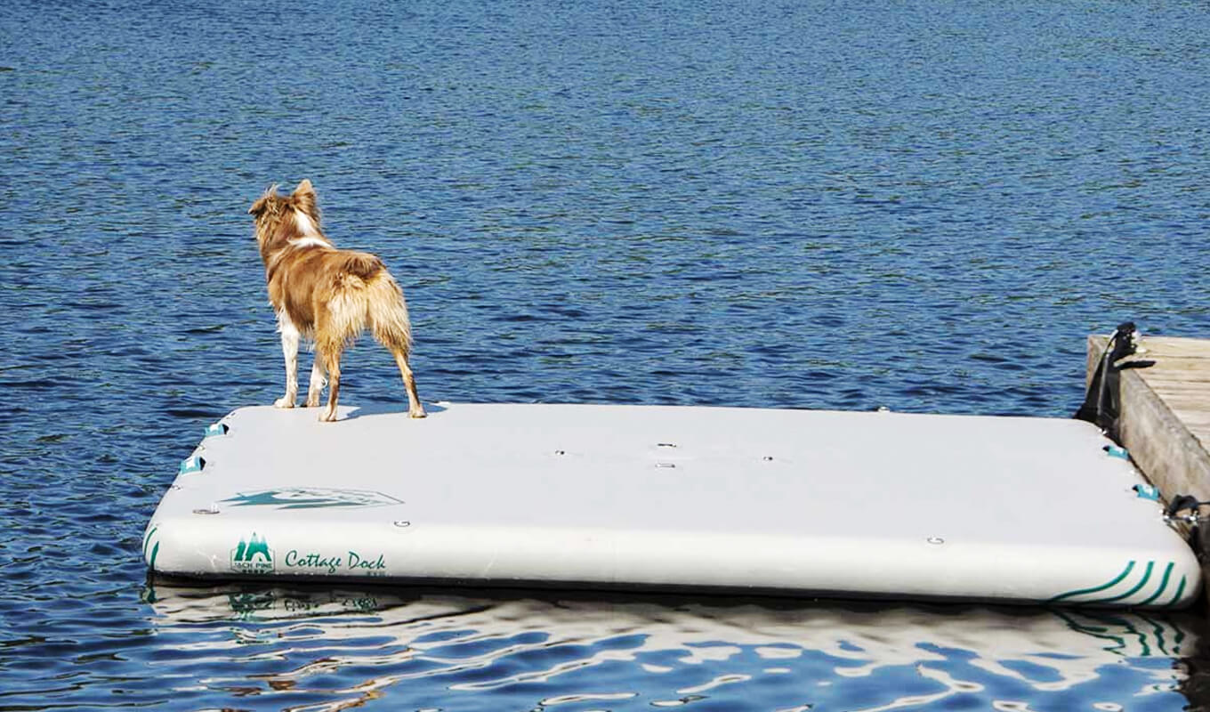 Hund auf einem aufblasbaren Dock