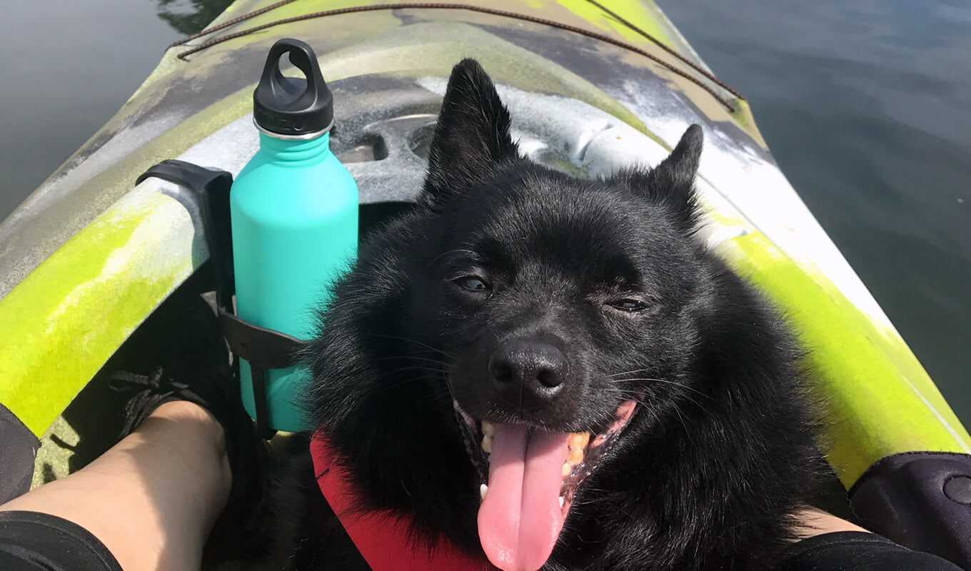 Dog on a kayak with a teal water bottle