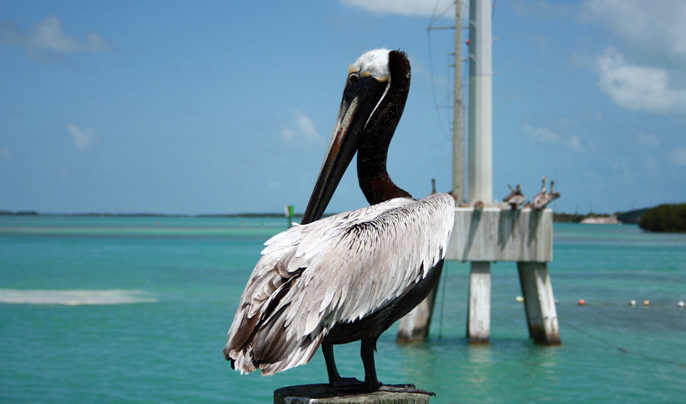 Pelikan an den Florida Keys im Hintergrund