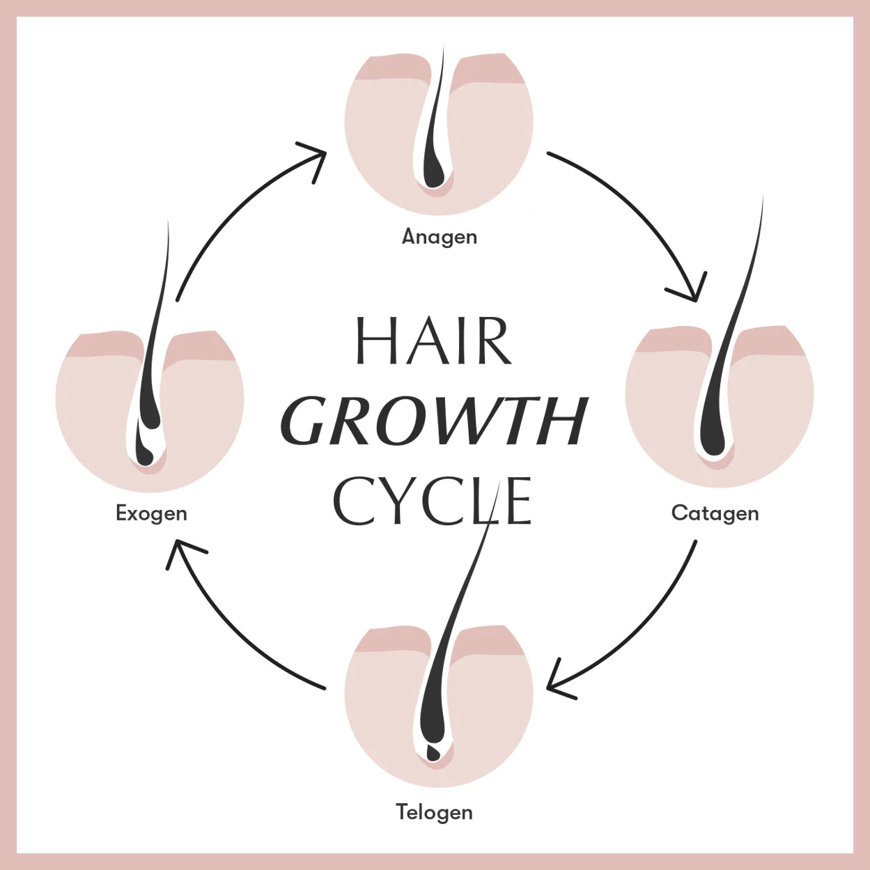 STAGES OF THE HAIR GROWTH CYCLE  My Hair Doctor  Prescription Haircare