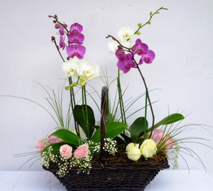 4 plantas de orquideas con rosas y finos follajes – floreriachicvalle
