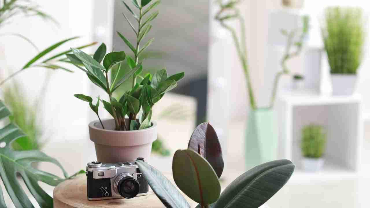 THE BEST ZEN DÉCOR IDEAS FOR MEDITATION ROOMS AND YOGA STUDIOS - Plants