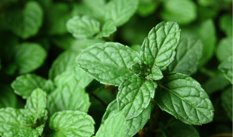 soothing mint plant