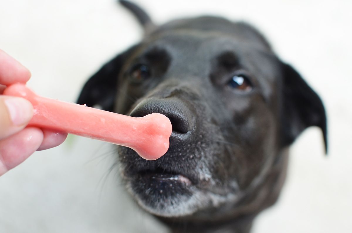 Pupsicle stick