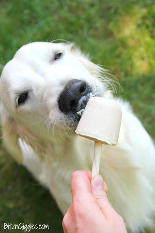 Dog with frozen treat