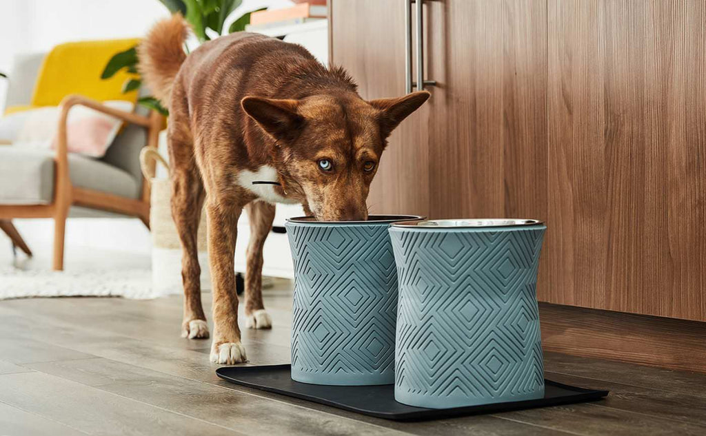 Why should my dog use an elevated bowl? – Pet Junkie