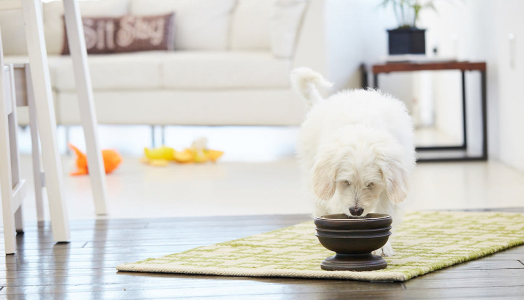 Small dog eating out of 5" tall Summit bowl