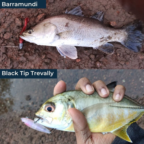 BARRAMUNDI