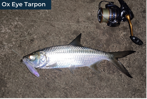 TARPON