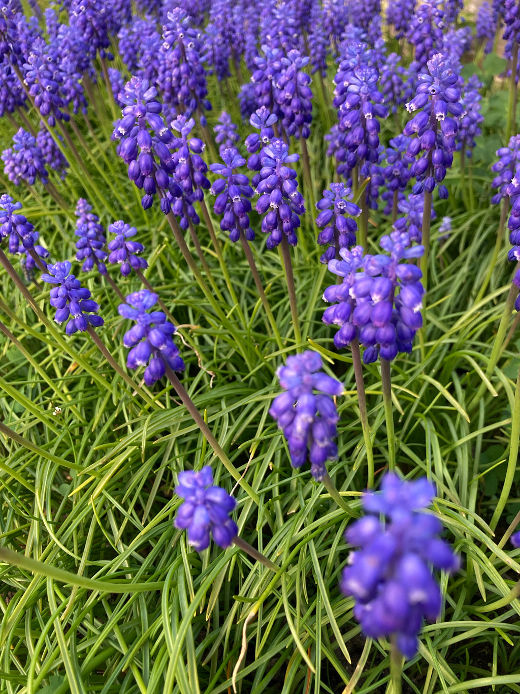 Grape Hyacinth or Muscari