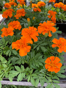 Pack of Six Orange Marigolds (Young Plants) Free UK Postage