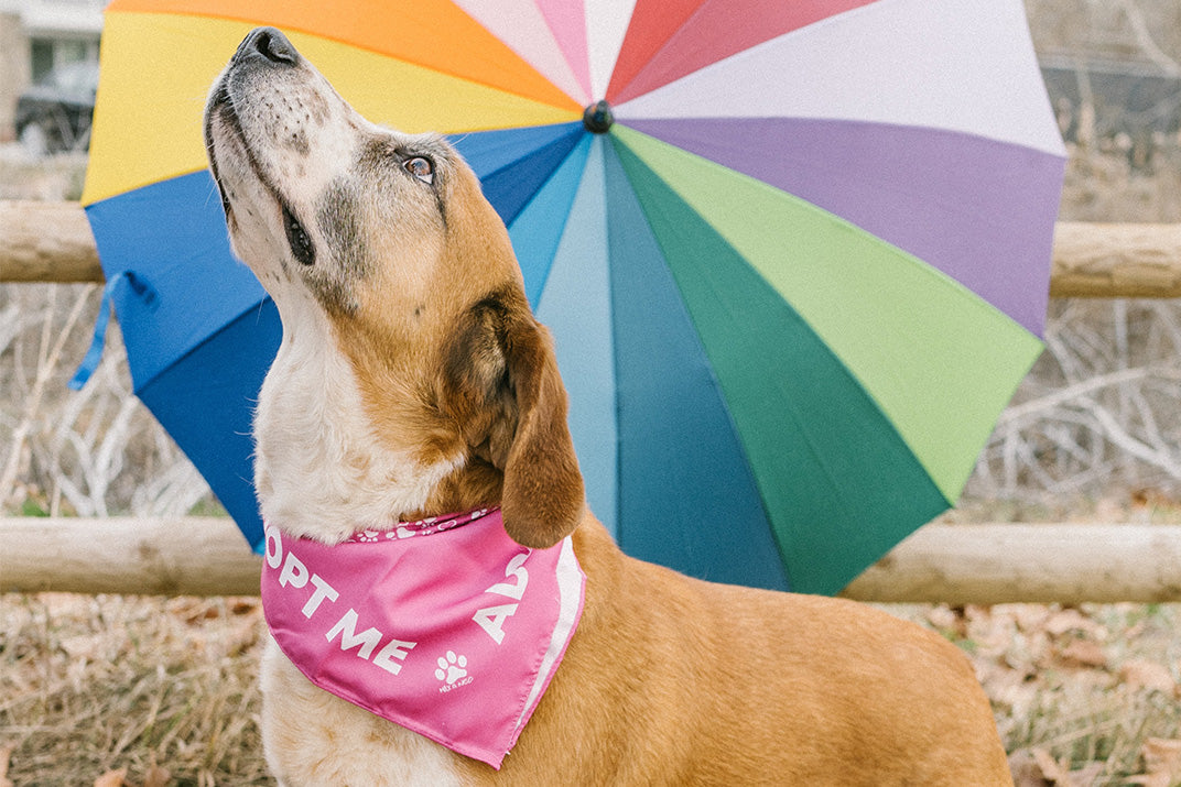 dog outside with bandana that says "Adopt Me" - architectconstructor - Ethically and Sustainably Made - 10% donated to the Society for the Prevention of Cruelty to Animals