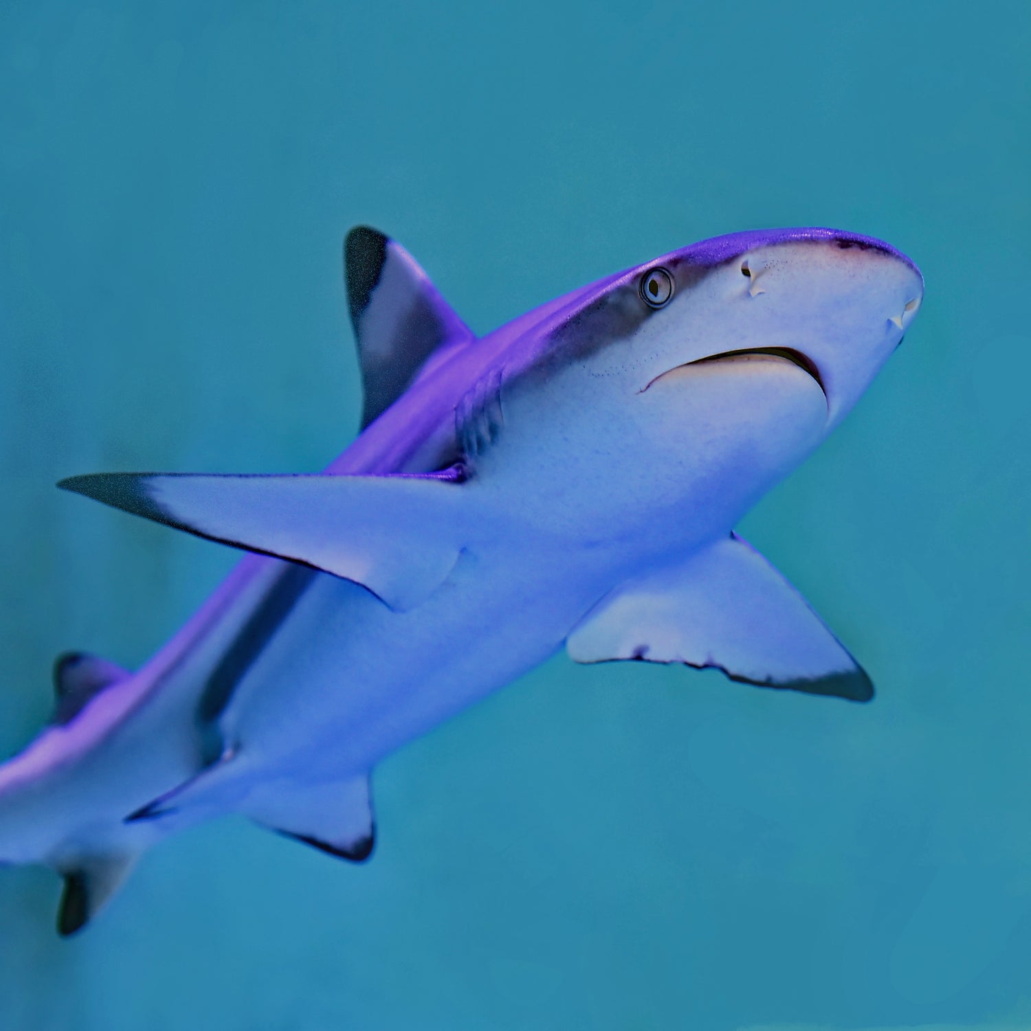 swimming blacktip reef shark - architectconstructor - 10% of profits are donated to Oceana ocean conservation efforts