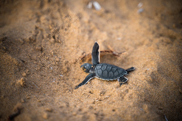 Sea turtle hatchling heading towards the sea in the sand