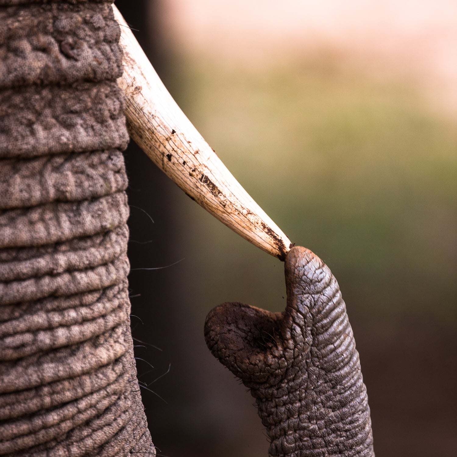 elephant touching its trunk to its ivory tusk - architectconstructor donates 10% to David Sheldrick Wildlife Trust conservation and orphanage efforts