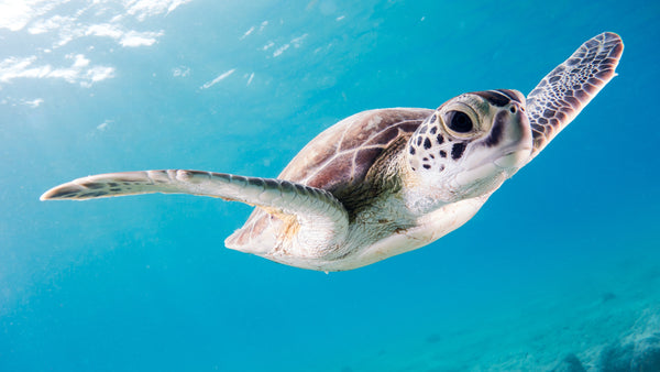 What Can You Do to Save Sea Turtles?