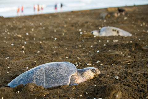 Sea turtles nesting on a beach