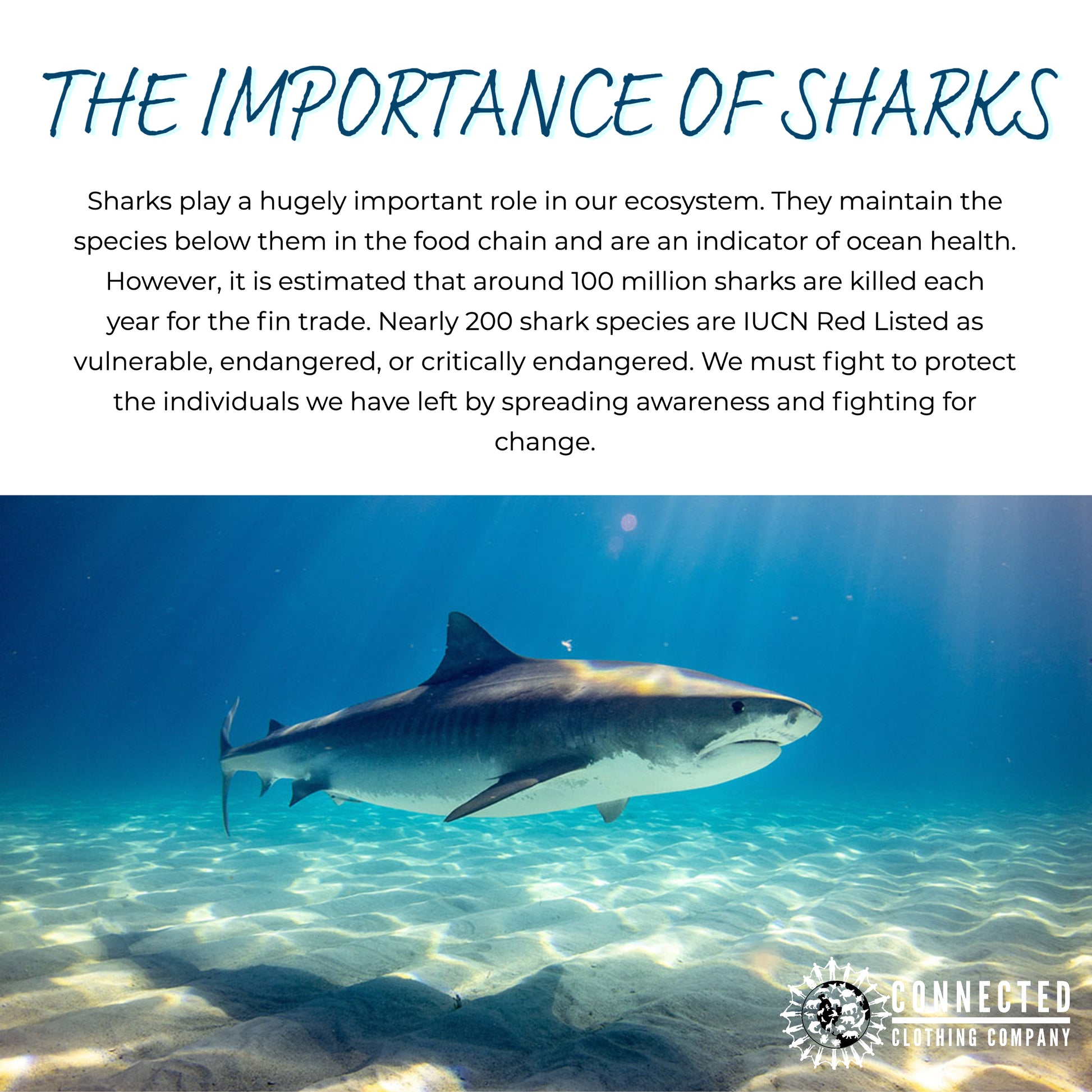 The importance of sharks - sharks play a hugely important role in our ecosystem. They maintain the species below them in the food chain and are an indicator of ocean health. However, it is estimated that around 100 million sharks are killed each year for the fin trade. Nearly 200 shark species are IUCN red listed as vulnerable, endangered, or critically endangered. We must fight to protect the individuals we have left by spreading awareness and fighting for change.