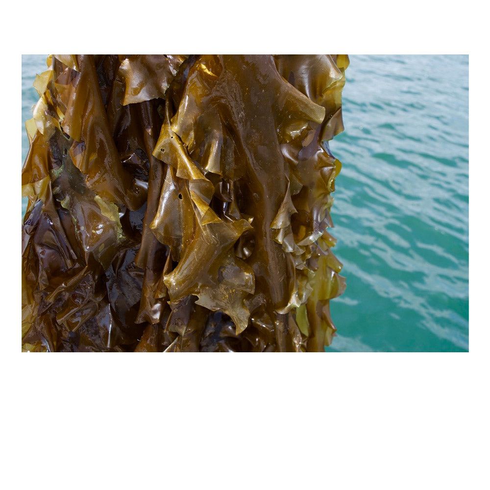 *Inside* Atlantic Kelp and Magnesium.