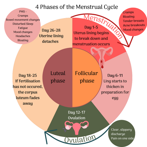 4 Phases of the Menstrual Cycle