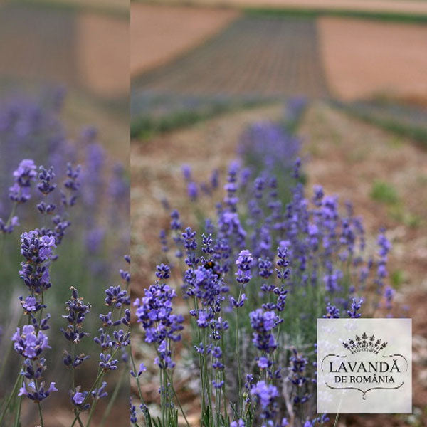 Lavanda de Romania - cultura de lavanda in anul 1