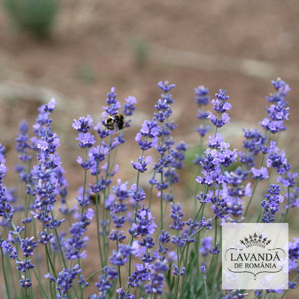 Lavanda de Romania - cultura de lavanda in anul 1