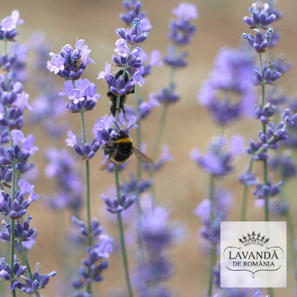 Lavanda de Romania - cultura de lavanda in anul 1