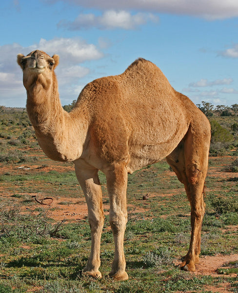 camel hair fabric