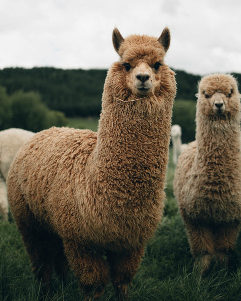 alpaca wool