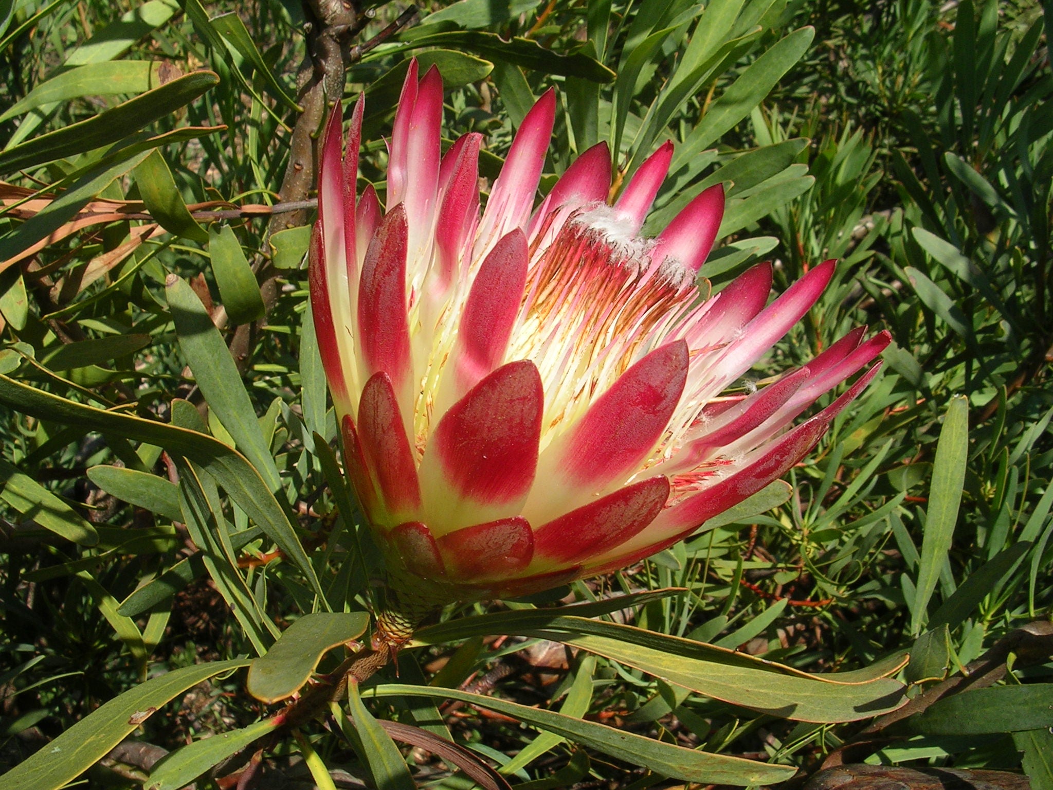 Protea repens- 8 seeds – Plant Valley