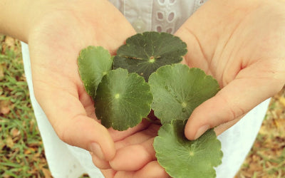 Gotu Kola - rejuvenates skin and prevents aging. Strive Cosmetics