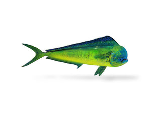 mahi