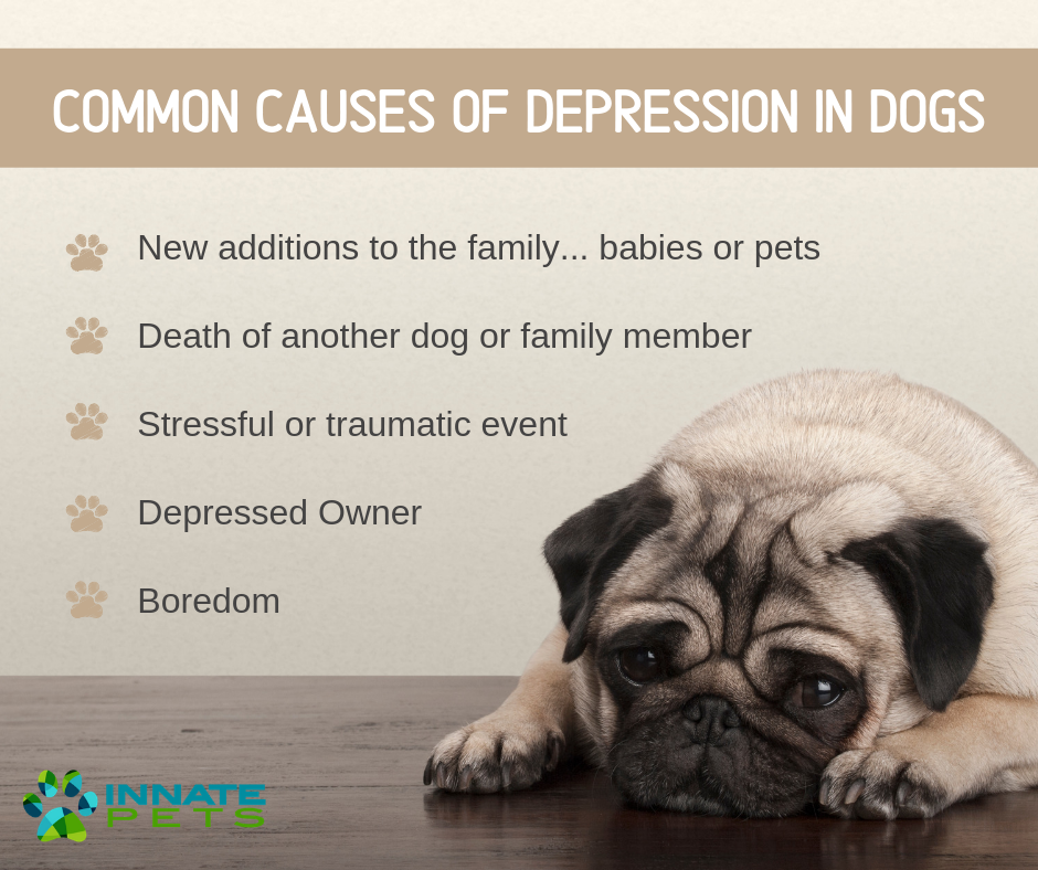 depression in dogs