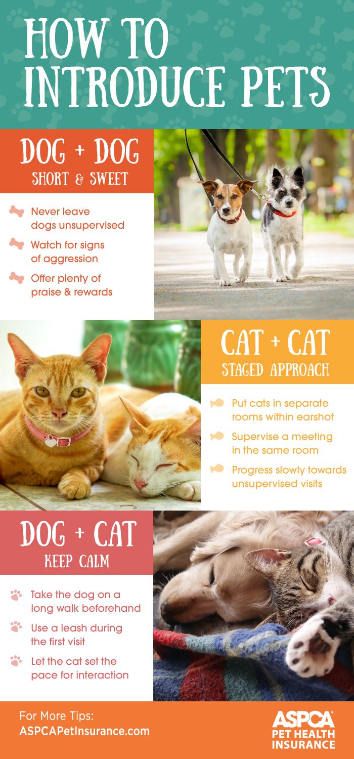 how to introduce new dog to cat