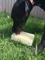 DIY SUMMER TREAT TO COOL YOUR DOG IN 2 MINUTES DIY SUMMER TREAT TO COOL YOUR DOG IN 2 MINUTES