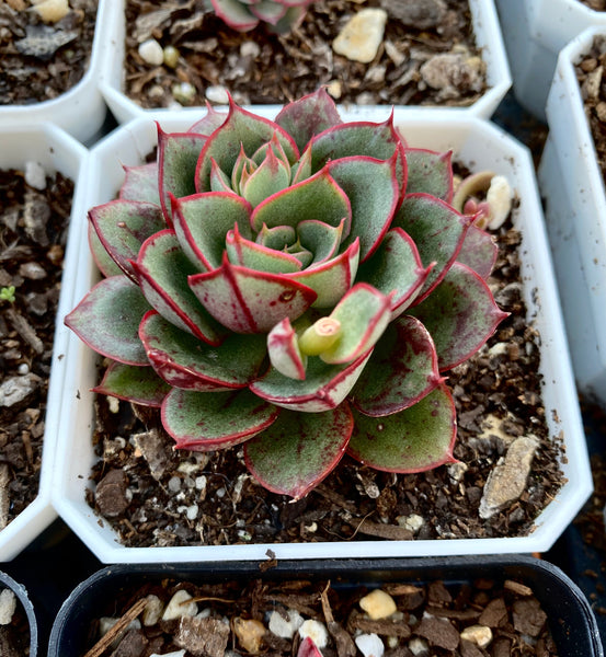 Echeveria Yamatobini x nodulosa – RNT SUCCULENTS