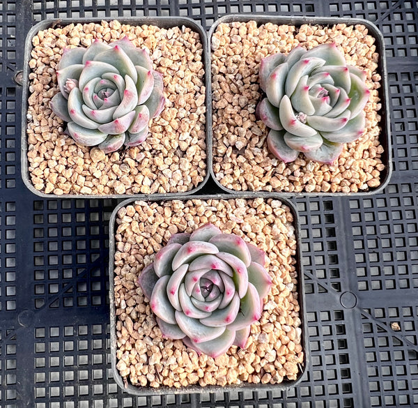 Echeveria hugo – RNT SUCCULENTS