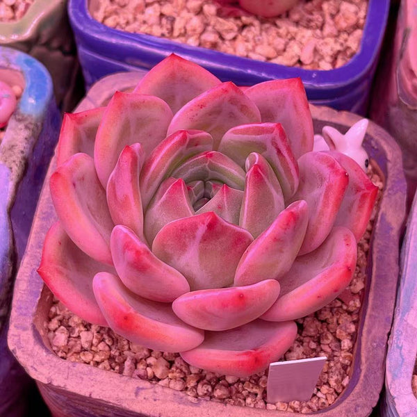 Echeveria red wine錦-