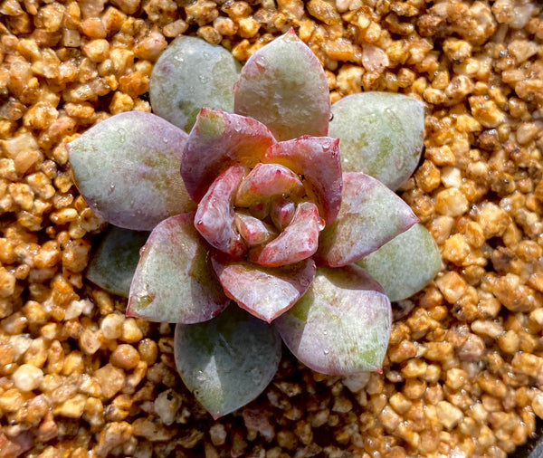 Echeveria red wine champagne – RNT SUCCULENTS