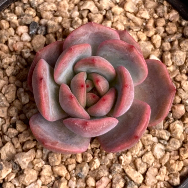 Echeveria pink beauty |RNT SUCCULENTS