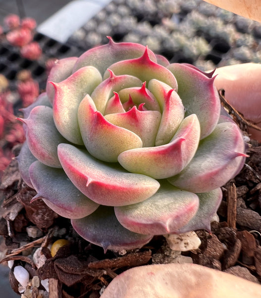 Echeveria vincent catto – RNT SUCCULENTS