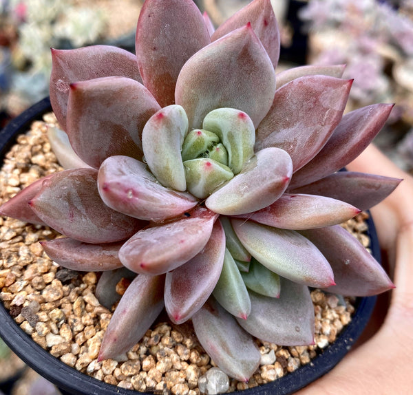 Echeveria red wine champagne – RNT SUCCULENTS