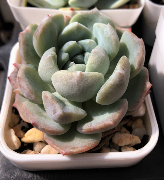 Echeveria hakuhou x lindsayana monstrose – RNT SUCCULENTS