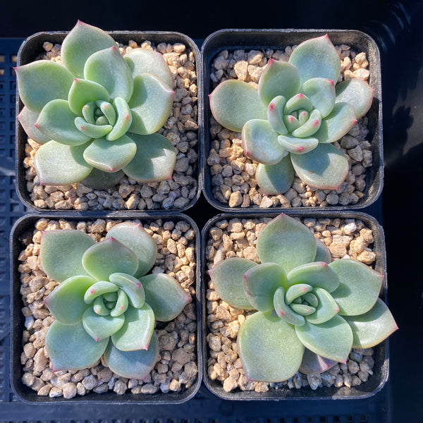 Echeveria Shallot Champagne Rnt Succulents