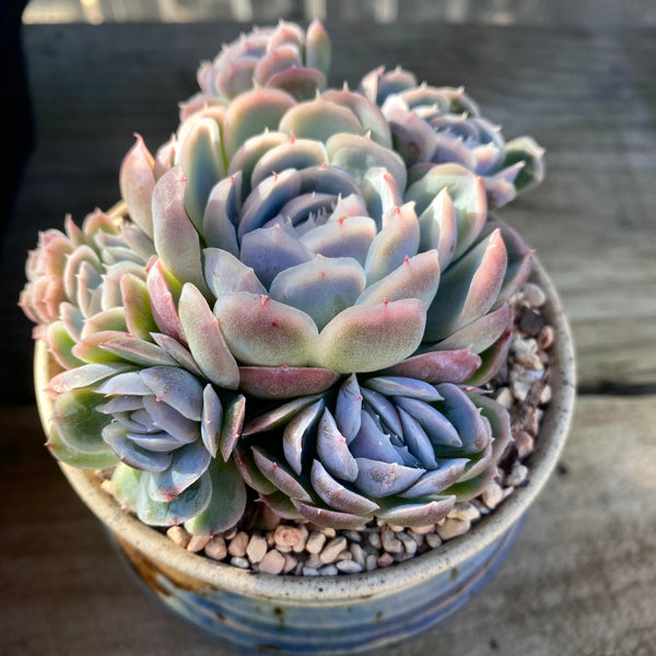 Eheveria mohican – RNT SUCCULENTS