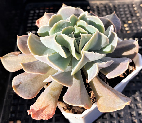 Echeveria swan lake – RNT SUCCULENTS