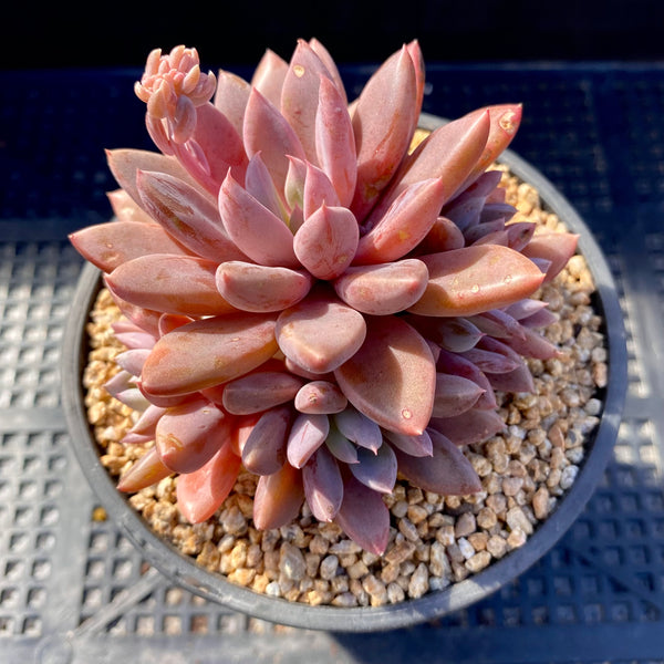 Pachysedum Ganzhou – RNT SUCCULENTS