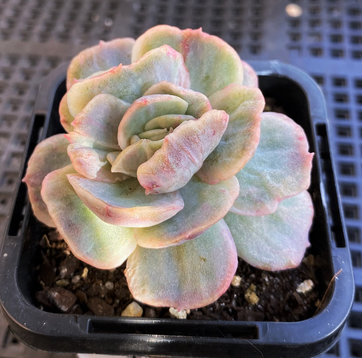 Echeveria blue surprise monstrose – RNT SUCCULENTS